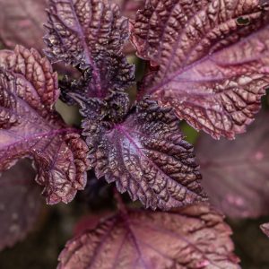 Violet basil in the garden