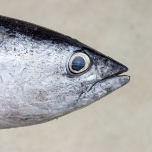 close up hand hold mackarel fish frome fishing going to be ingredient of seafood